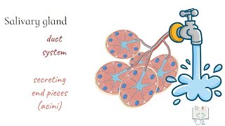 Salivary Glands structure [upl. by Affer113]