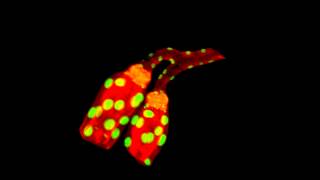 ZEISS Lightsheet Z1  Multiview Drosophila salivary glands [upl. by Natsirk]