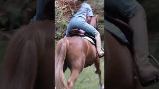 EDIX child Alydar jumping saddle selinvanvliet [upl. by Ahseuqram]