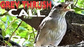 Grey Shrike Thrush Call The Most Beautiful Songs of Grey Thrush [upl. by Thema736]