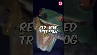 लाल आंखों वाला अनोखा जीव  Redeyed tree frog  QubCycle हिंदी frog forest [upl. by Haraj5]