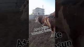 A kalite tohumluk boğa reels animals viral simental kalite inek çiftlik [upl. by Hagile247]