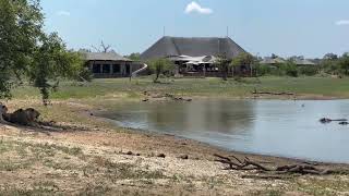 Monwana Lion Pride Watching Hippos outside Timbavati Lodge [upl. by Riddle]