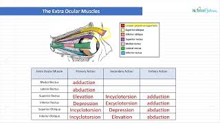 Optician Training The Extra Ocular Muscles Ocular Anatomy Lecture 16 [upl. by Isabea]