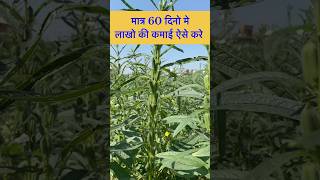 60 दिन में करोड़पति कैसे बने tiilkikhetikaisekare khetibadi [upl. by Erlinna277]