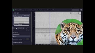 Audio of a jaguar Panthera onca [upl. by Mecke]