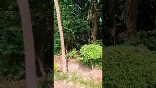 Rajendra eco resort  বনের গহীন প্রাকৃতি পরিবেশে সময় কাটিয়ে যাবেন [upl. by Inasah]