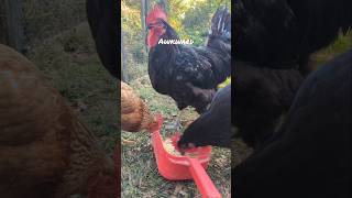 Baby Roosters date wPriddy shorts cuteanimals funnyanimals love relationship christianrap [upl. by Salahcin]