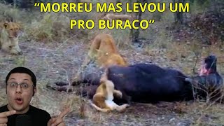 Filhote de leão fica preso em buraco de búfalo [upl. by Nirtak291]