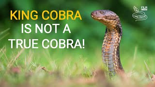 Deadly venomous King cobra is not a true cobra [upl. by Adnamas553]