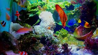 beautiful nature music「Relaxing and pleasant music real and beautiful aquariumHeal your mood and [upl. by Sadella]