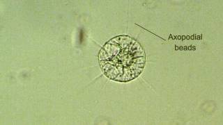 heliozoan reorganization axopodia formation [upl. by Nylirrej612]