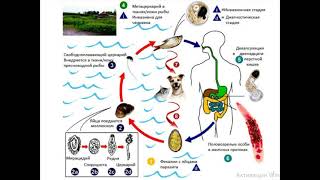кошачий сосальщик Opisthorchis felineus [upl. by Eirallih]