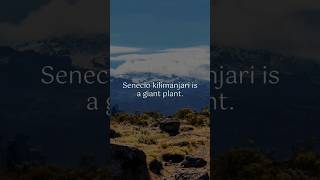 What Youve Been Missing About Senecio Kilimanjari FACTS shorts [upl. by Maggee]