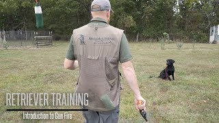 Introduce Your Labrador to Gunfire  Hunting Dog Training [upl. by Yoo]