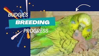 Wow Budgies breeding progress बजरी तोते की उत्कृष्ट प्रजनन प्रगतिbreedingformula budgiesbreeding [upl. by Orpah]