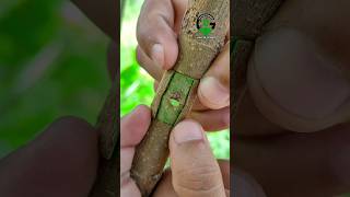 Patch bud grafting techniques satisfying video [upl. by Richard501]