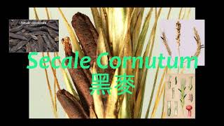 《靈丹妙藥的同類療法》 EP033  黑麥 Secale Cornutum [upl. by Marvin]