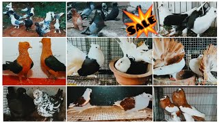 Fancy Kabootar Special  Fancy Pigeon Loft Indian Fantail  Kerala Fancy Kabootar [upl. by Lebiralc]