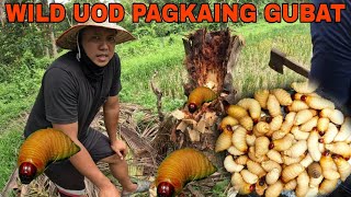 Exotic food uod na galing sa puno ng niyog KOOK Masarap prito Pagkain sa gubat [upl. by Esiled]