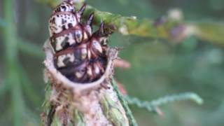 Bagworm on Carolina Sapphire Cypress March 2015A [upl. by Beacham]