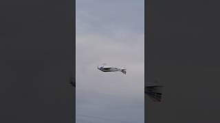 SkyLark in slowmo f3a rc rcairplane aeromodelling rctoys modelaircraft aerobatics roll [upl. by Ttehc]