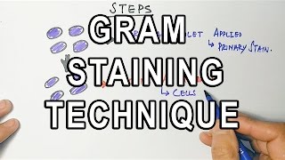 Gram Staining  Mechanism amp Procedure [upl. by Eyeleen]