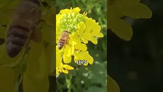 Les abeilles  gardiennes de léquilibre naturel [upl. by Zoba]