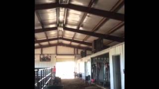 Managing a Show Cattle Barn [upl. by Nightingale]