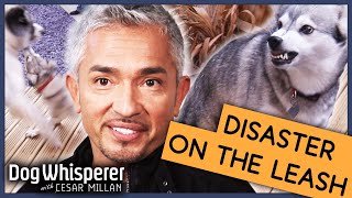 What Makes A Dog Over Protective  Full Episode  S9 Ep4  Dog Whisperer With Cesar Millan [upl. by Ldnek]