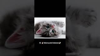 Hilarious Kahawat Moments That Will Make You Laugh funnykahawat yutubeshorts Funnyshorts👀 [upl. by Astto]