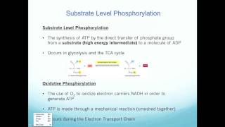 Substrate level vs Oxidative Phosphorylation [upl. by Mulcahy805]