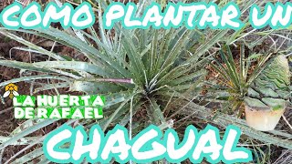 Como plantar un chagual puya chilensis•El cultivo del chagual nativo•10MaTemporada [upl. by Raama]