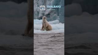 Up Close with a Polar Bear in Svalbard 🐻❄️  RIB Boat Adventure [upl. by Varipapa628]