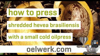 Hevea brasiliensis oil how to make [upl. by Ocimad]