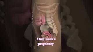 fetus development 1 to 5 weeks pregnancy [upl. by Geralda790]