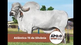 Touro Atlântico TE da Silvânia  Raça Gir Leiteiro [upl. by Woodson]