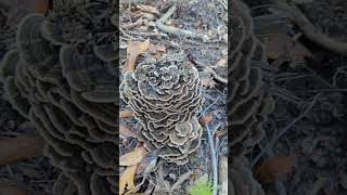 Full Video Linked Turkey Tail Foraging Identification Medicinal Mushroom tea tincture [upl. by Staci]