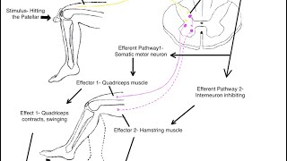 Patellar Reflex Test [upl. by Haron]