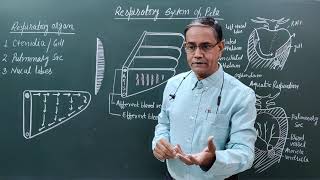 Respiratory System of Pila [upl. by Mctyre]