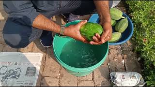 Harvesting of organic papaya  How to ripen papaya naturally at home  fruit ripening chemical [upl. by Montague]