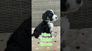 Bernedoodle Puppies Are 5 Weeks Old farmstand bernedoodle doodlepuppiesnc doodlepups [upl. by Keeton]