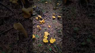 Chanterelle in Washington [upl. by Yasnyl]