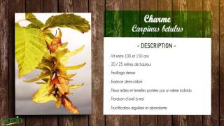 CHARME COMMUN ou CHARMILLE Carpinus betulus sa FICHE BOTANIQUE [upl. by Ordisi180]