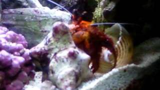 Hermit Crab changing shells in HD 2 of 2 [upl. by Itida]