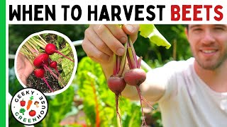 When To Harvest Beets  Pick At The Right Time Avoid Woody Beets [upl. by Santa]