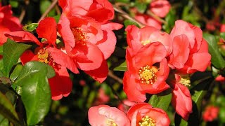 Flowering Chaenomeles At Home bonsai rose red tree homemade 2024 summer [upl. by Buonomo]