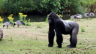 Safaripark Beekse Bergen Hilvarenbeek [upl. by Delphine]