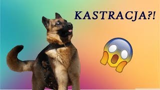 🐕 KASTRACJA I STERYLIZACJA PSA 🐕 wady zalety i wszystko co warto wiedzieć DOGOPORADY 👍👌 [upl. by Nosahc475]