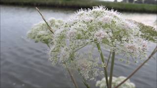 Wild angelica Angelica sylvestris  20140720 [upl. by Enaywd]